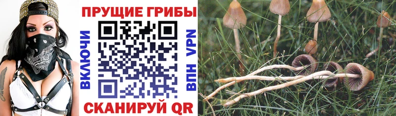 Псилоцибиновые грибы мухоморы  Купить где  Кущёвская 